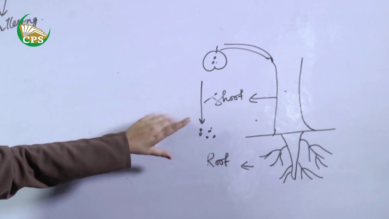 Class 5th Science More About Plants Chapter 1 - YouTube