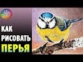 👍✔ КАК РИСОВАТЬ ПЕРЬЯ ✎ ЦВЕТНЫМИ КАРАНДАШАМИ ✎ Ответы на вопросы подписчиков