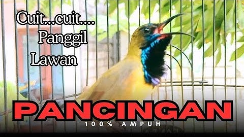 Pancingan sogon gacor ngleper memanggil lawan❗
