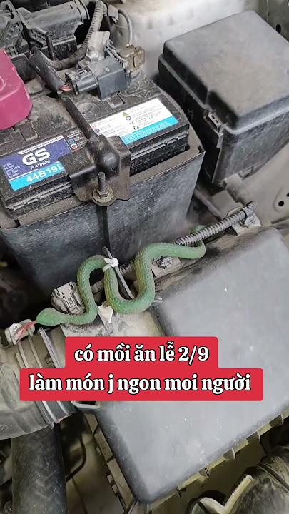 chống chuột hiệu quả