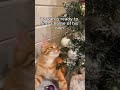 Rowan 2 video
