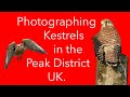 Kestrels - What A Fantastic Bird of Prey - Wildlife Photography.