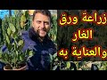 زراعة ورق الغار والى ماذا يرمز فيما يحصل في سوريا الان زراعة ورق الغار والى ماذا يرمز فيما يحصل في سوريا الان