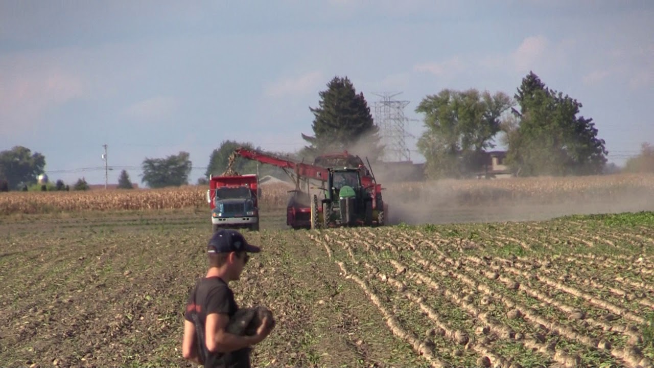 Sugar Beet Harvesting, Saginaw, Michigan YouTube