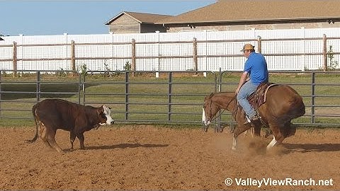 Nitro Dual Doc Flips - working cows - ValleyViewRanch.net