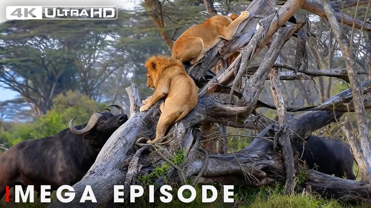 Lion vs Buffalo: World's Deadliest of Lion(MEGA EPISODE) | Nature Animal Documentary