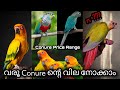 Conure birdൻ്റെ വില നോക്കാം || Conure birds Price Range ||