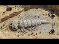 Scientists Found a 506-Million-Year-Old Monster in Canada