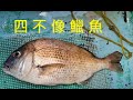 [新手釣魚佬] 2020年5月9日 四不像鱲魚   爆雞雞