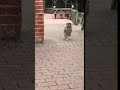 European Eagle Owl pouncing