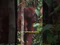 Orangutan's Wild Medicine Cabinet #shorts #orangutans #organicmedicine