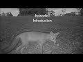 FOX STORIES Episode I Introduction