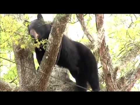 Vídeo: Por Que O Urso Dorme