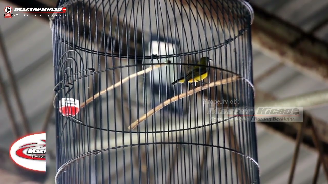 Stabil di jalurnya, Caldera konsisten di jalur juara