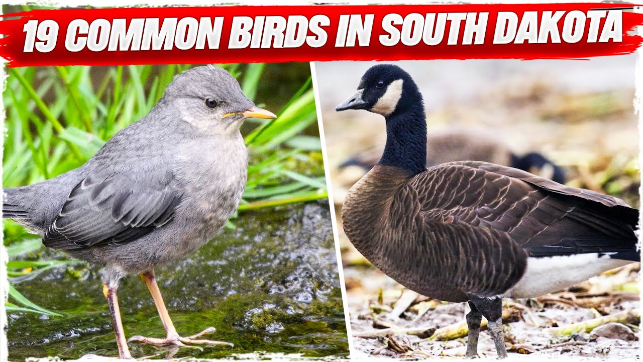 19 Common Birds in South Dakota (with Pictures) YouTube
