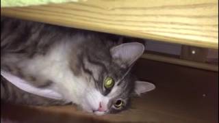 隠し撮りに激怒する猫 ノルウェージャンフォレストキャット Cat, angry been a take hidden. Norwegian Forest Cat.