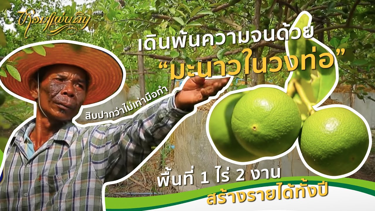 หอมแผ่นดิน ตอน สิบปากว่าไม่เท่ามือทำ | เดินพ้นความจนด้วยมะนาวในวงท่อ พื้นที่ 1 ไร่ 2 งานสร้างรายได้