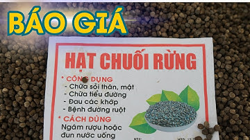 Báo Giá Hạt Chuối Hột Rừng Và Hột Chuối Cô Đơn - tháng 6/2025 | #hotchuoirung