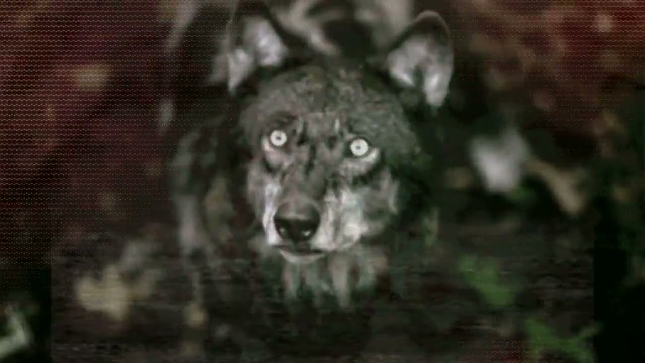 【w】【o】【l】【f】.【e】【x】【e】          !TW!