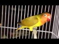 Harga Burung Lovebird Spangle