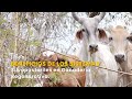 Beneficios de los Sistemas Silvopastoriles en Ganadería Regenerativa - TvAgro por Juan Gonzalo Angel