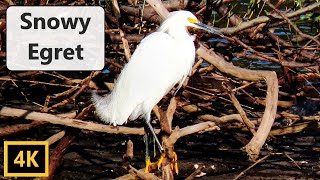 Snowy Egret