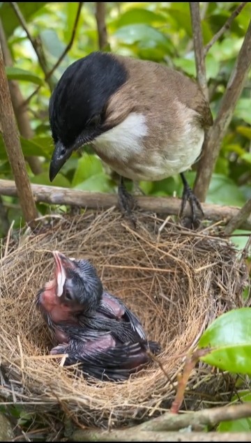 Do Birds Care for Their Young: Surprising Facts Revealed