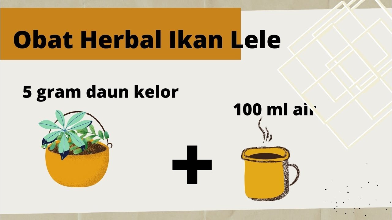 Obat Herbal Ikan Lele || Daun Kelor untuk Obat Lele || Manfaat Daun