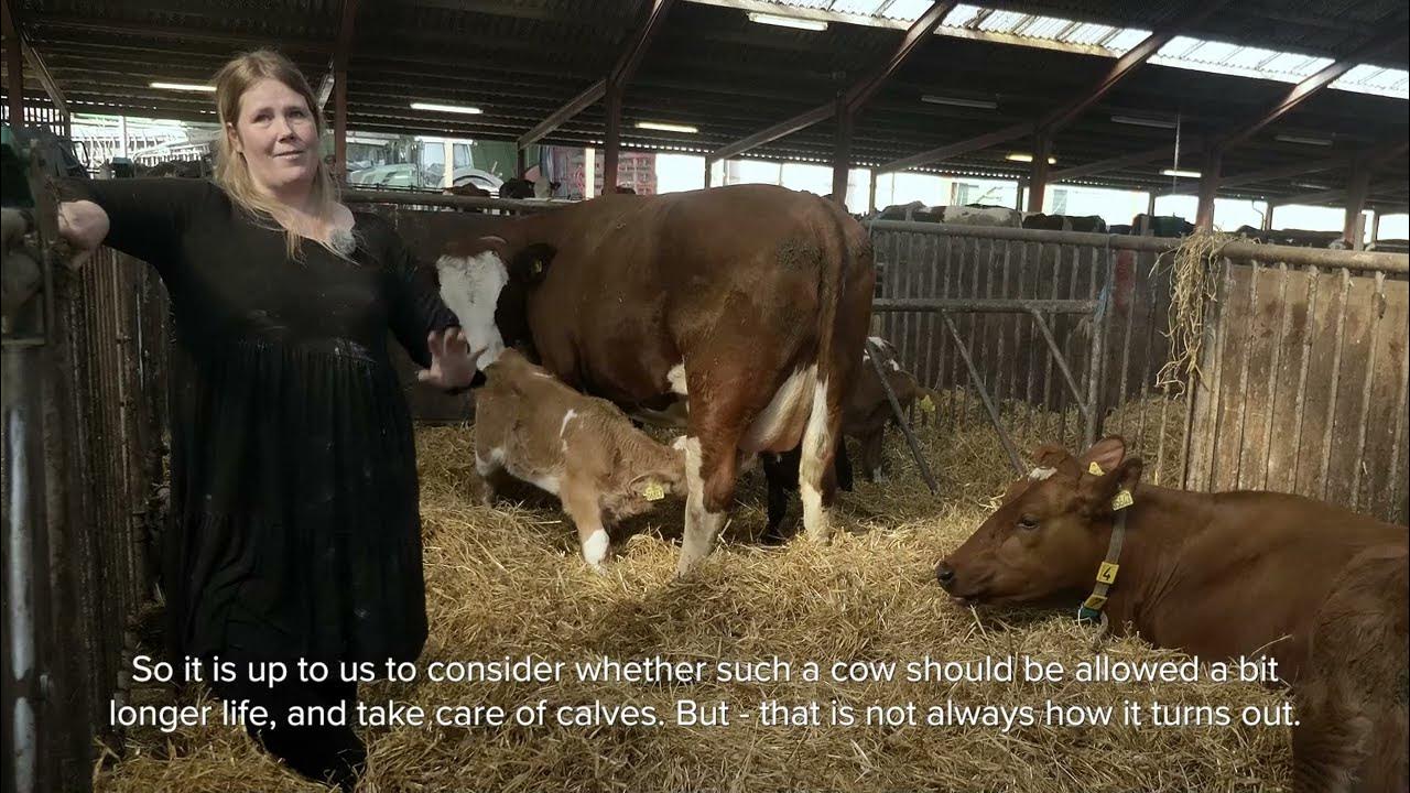 Bonding between foster cow and calves Examples from two farms YouTube