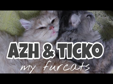 #400 THIS IS HOW MY FURCATS LOVE & CARE EACH OTHER : AZH & TICKO