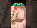 ハムスターに 圧縮床材をあげたら