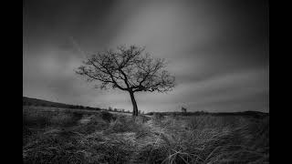 Tree. a 3 minute slideshow of a  selection of my black and white #landscape photographs of #trees