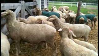 Blučící ovce