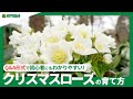 ☘35:クリスマスローズの育て方｜鉢植えと地植えでおススメなのは？苗選びのコツや、肥料の与え方もご紹介｜【PlantiaQ&A】植物の情報、育て方をQ&A形式でご紹介