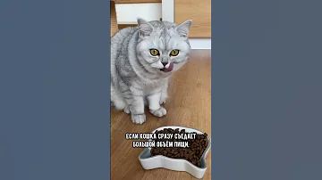 Сколько раз в день нужно кормить кота #кошка #shorts #коты