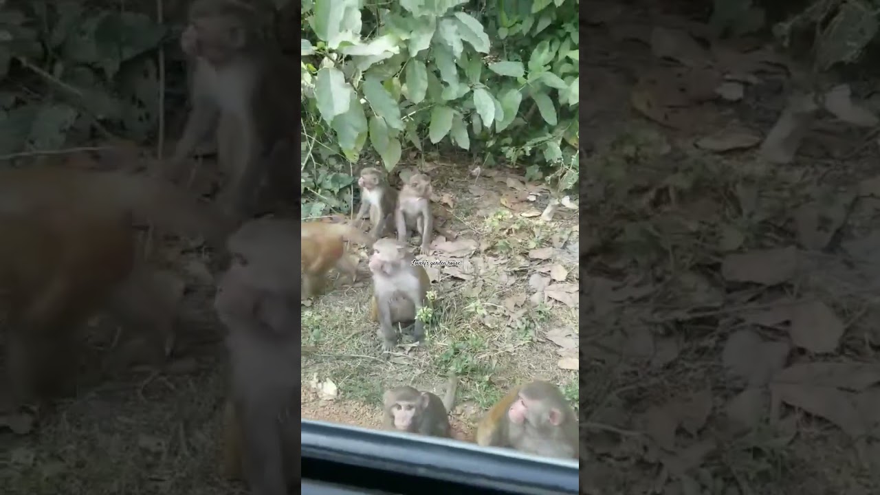 বানরের এলাকায় আসলাম।