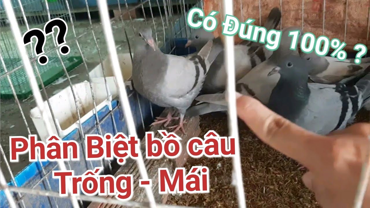 Những Cách Phân Biệt Trống Mái Chim Bồ Câu. Chia Sẽ 1 Số Kinh Nghiệm Bản Thân.