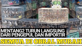 GILA ! MENTANG2 TURUN LANGSUNG DARI PENGEPUL DAN IMPORTIR SEMUA HARGA BURUNGNYA DI OBRAL MURAH