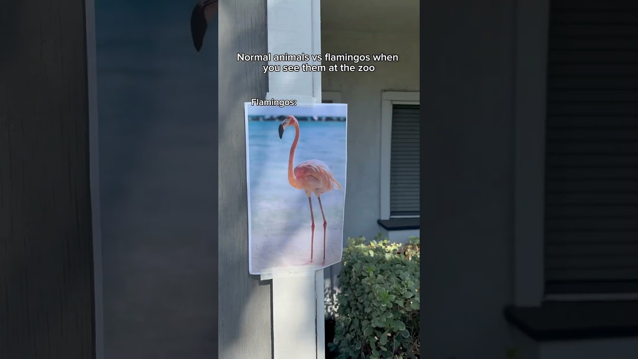 Обычные животные против фламинго, которых вы видите в зоопарке. 