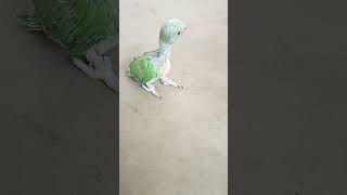baby parrot coco #parrot #parrottalking #virel