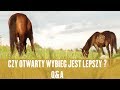 JAKI WYBIEG NAJLEPSZY DLA KONI?  -Q&A Konie Naturalna Hodowla