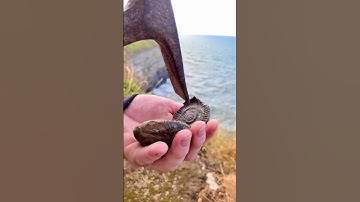 Ammonite Cracked by Tall Cliff 😍