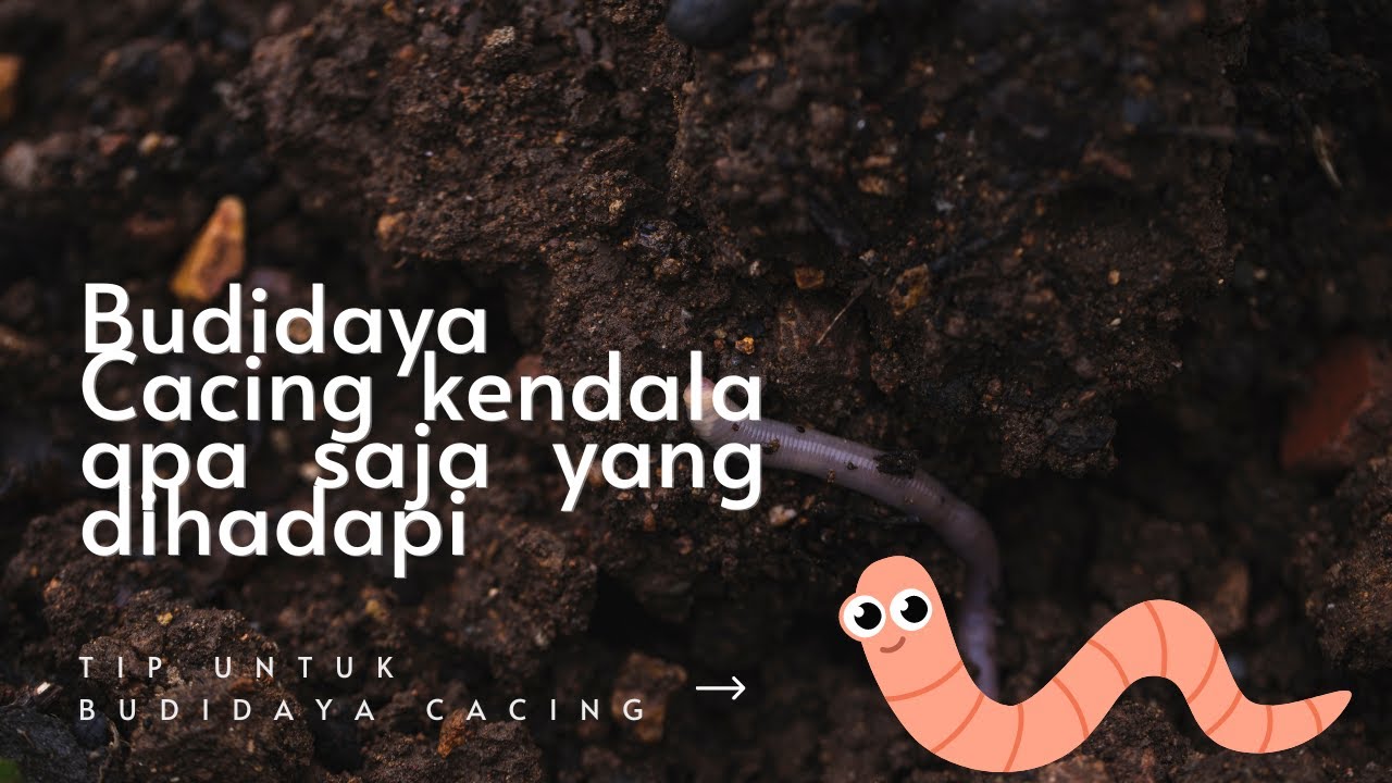 Budidaya Cacing kendala apa saja yang dihadapi