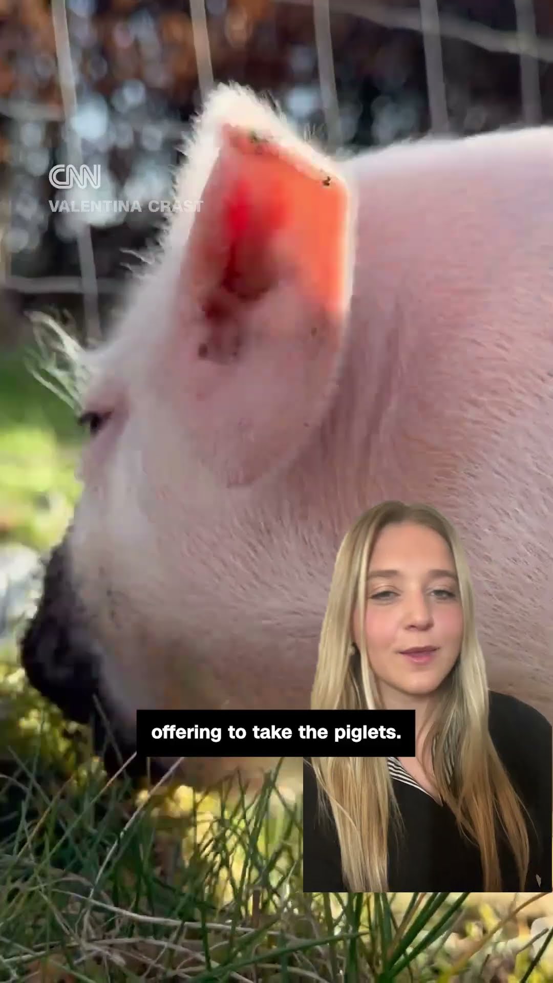 'Pig heist' appears to be inside job
