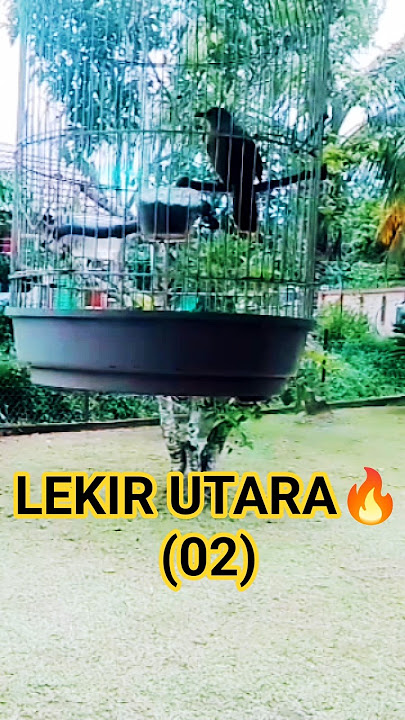 MERBAH LEKIR / PIDIT IC 02 CHANGLUN #entahsiapayangsalah #youtubeshorts #merbahlekir#hobikamimahal