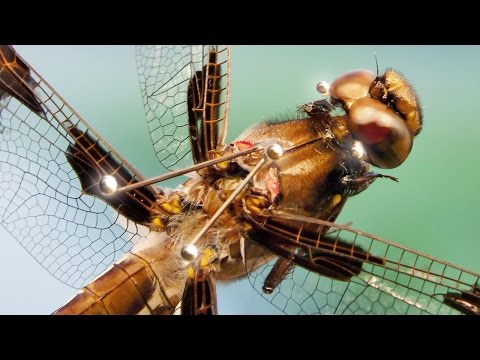 Dragonfly (Plathemis lydia) interception flight to drosophila