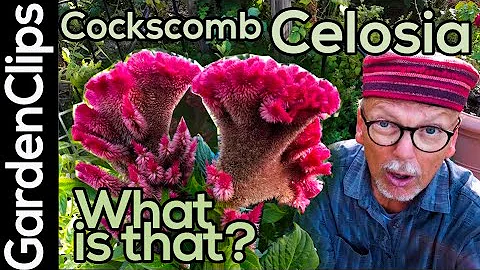 Celosia - Cockscomb - Roostercomb - Woolflower - unusual garden plants ideas - weird garden flowers