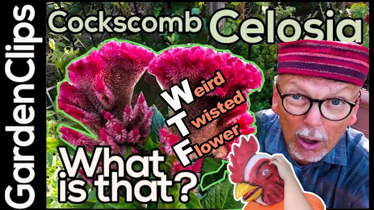 gummy plants Freeze Dried Cecropia (Gummy Worm Fruit)