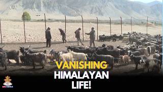 Why Nepal’s Ancient Himalayan Sheep Farming Is Dying Out? #NtvWorld #psbnepal #NTV #nepal
