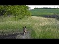 Заяц уходит от преследования! / Hare escapes from pursuit!